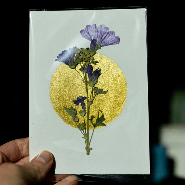 carte postale • malva 