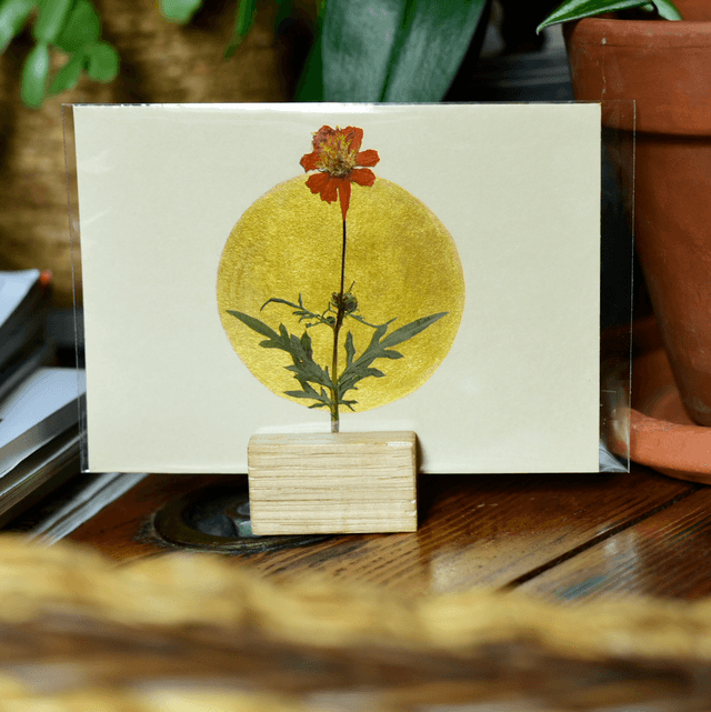 carte postale • tagete patula